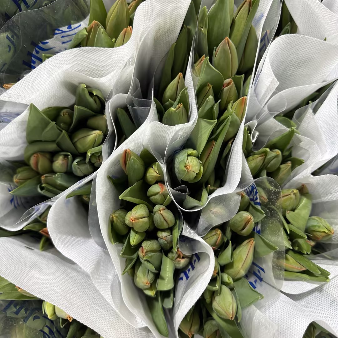 基地直营-国产郁金香-橙色皇帝-10支