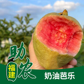 【福建】奶油芭乐3斤