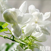 【效期至26年7月10日】茉莉花水纯露100ml｜明树堂 商品缩略图3