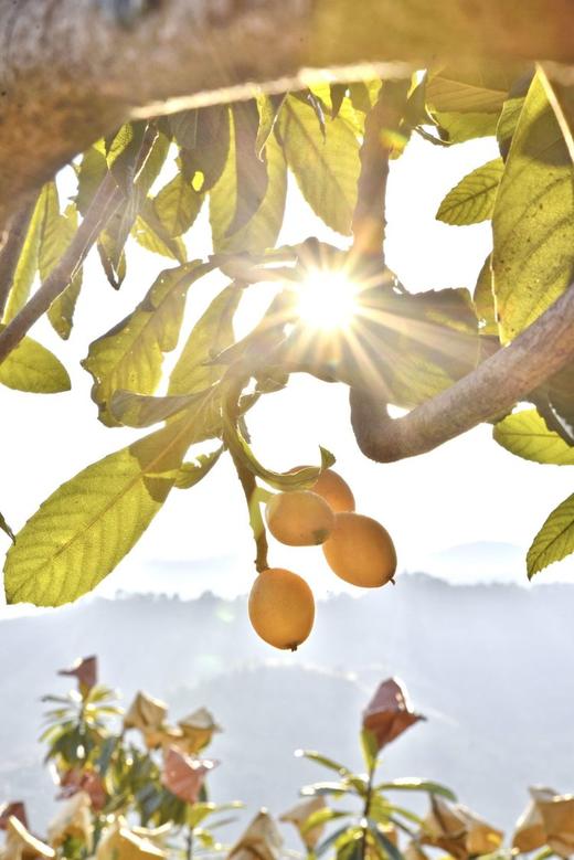 攀枝花米易早春有机枇杷 商品图4