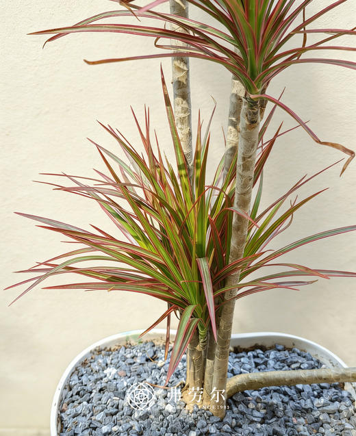 粉绿盆造型千年木 商品图1