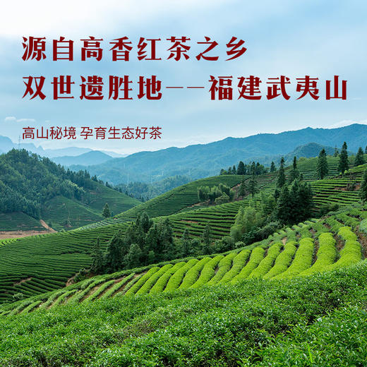 八马茶业·一品骏眉·武夷红茶200g 商品图2