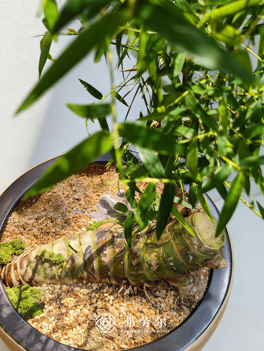 勒竹(大） 商品图1