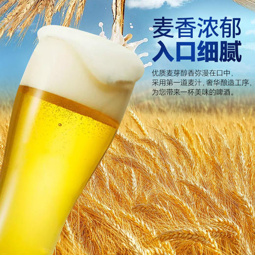 日本三得利金麦樱花春季啤酒 晚酌流派同款 500ML 5.0%vol 商品图2