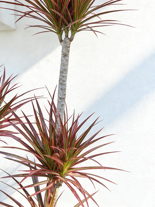 白盆造型千年木 商品图1