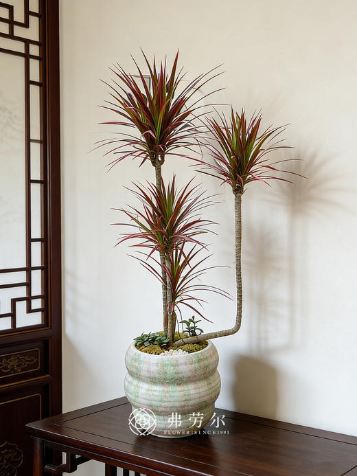 彩盆造型千年木 商品图0