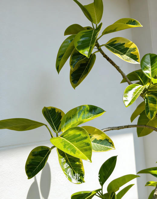 竖纹灰盆黄金榕 商品图2