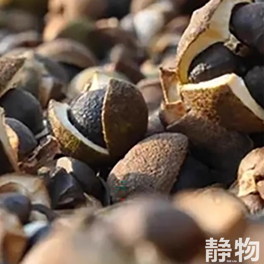 茶籽植物洗发水220ml｜明树堂 商品图1