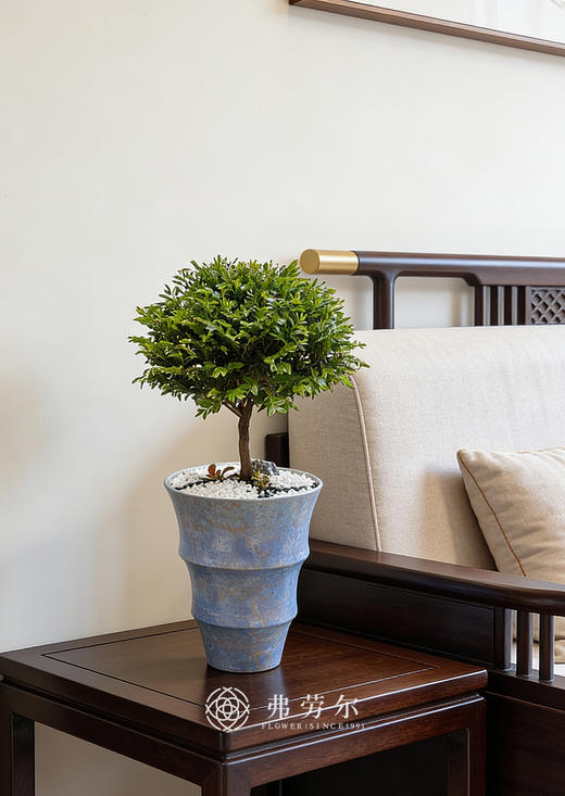 提根紫檀 商品图0