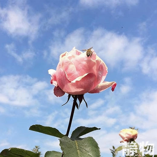 玫瑰花水纯露未提精油100ml｜明树堂 商品图3