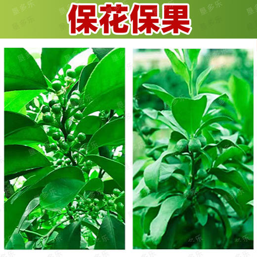 海精灵保花保果升级版套餐果树蔬菜植物生长调节剂防落果膨果靓果 商品图3
