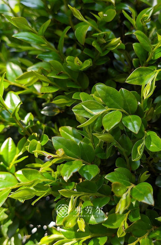 提根紫檀 商品图2