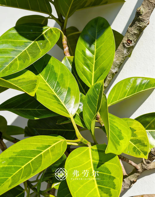 竖纹灰盆黄金榕 商品图1