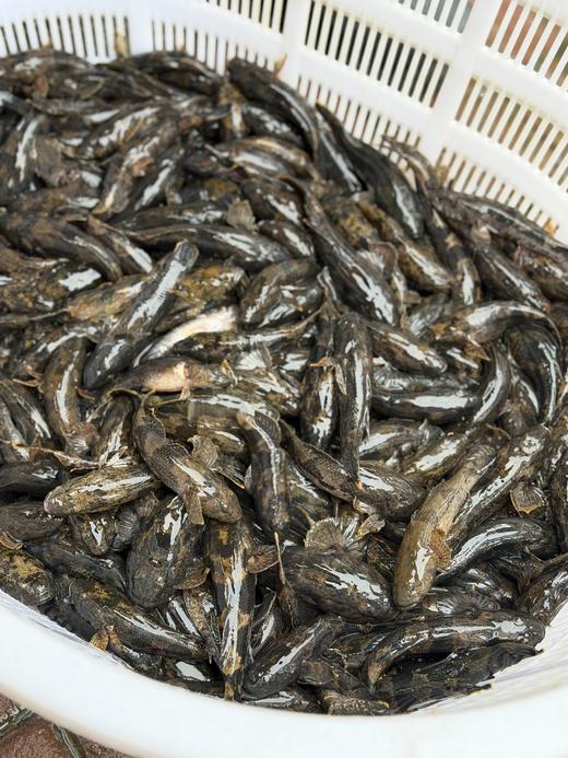 【周五到】千岛湖顶级河鲜 昂刺鱼或土布鱼或老虎鳜或溪石斑鱼 商品图2