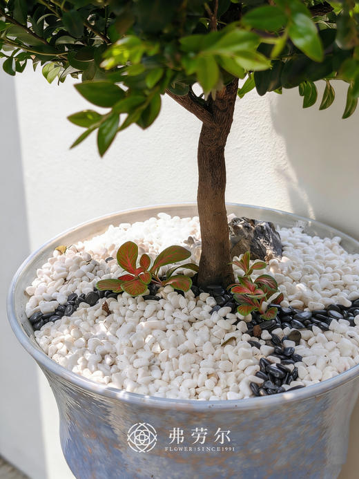 提根紫檀 商品图1