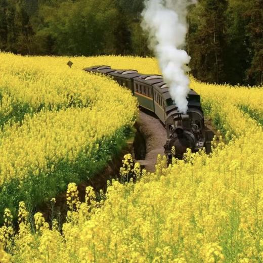 嘉阳小火车&金口河大峡谷-纯玩2日游【邻居专团】 商品图3