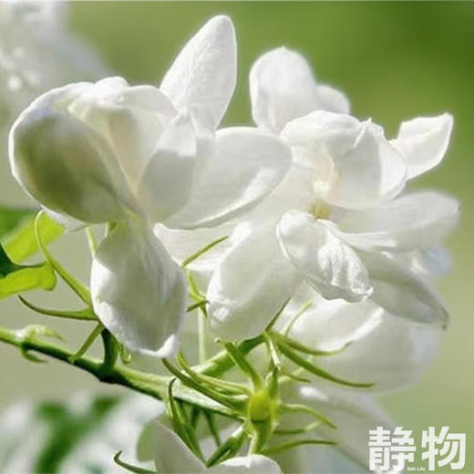 茉莉植物沐浴露220ml｜明树堂 商品图1