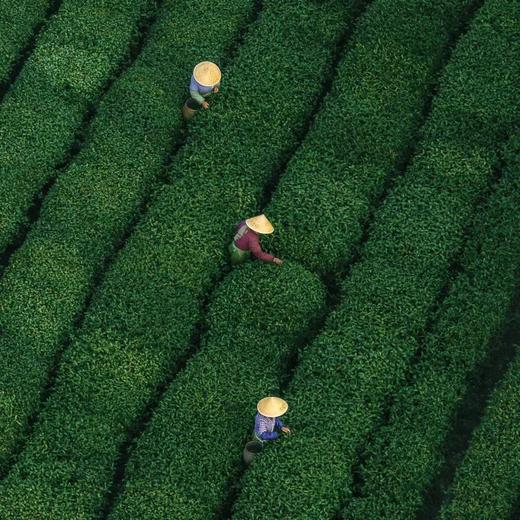 雅安月亮湖采茶-纯玩1日游【邻居专团】 商品图3