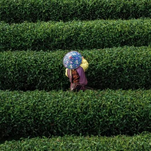 雅安月亮湖采茶-纯玩1日游【邻居专团】 商品图4