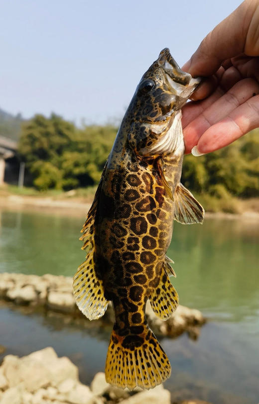 【周五到】千岛湖顶级河鲜 昂刺鱼或土布鱼或老虎鳜或溪石斑鱼 商品图3