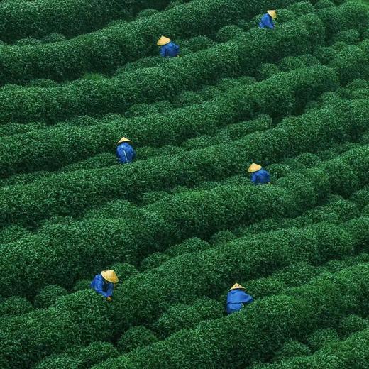 雅安月亮湖采茶-纯玩1日游【邻居专团】 商品图5