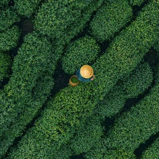 雅安月亮湖采茶-纯玩1日游【邻居专团】 商品图7