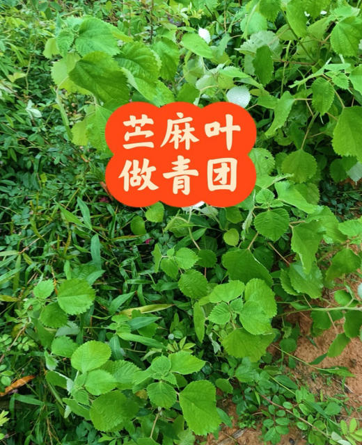 药食同源苎麻叶青团粑粑团6粒装 小额娘 商品图3