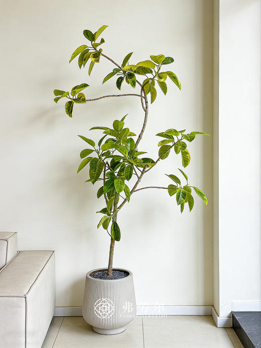 竖纹灰盆黄金榕 商品图0