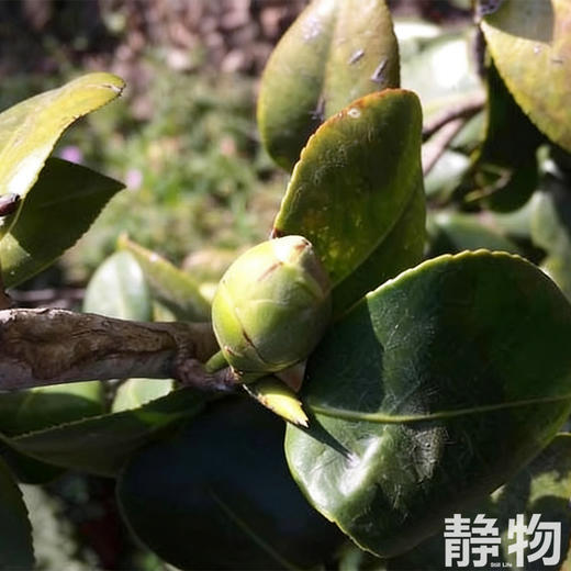 天然橙花身体乳50g｜明树堂 商品图3