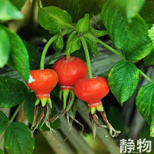 玫瑰果保湿滋养面霜30g｜明树堂 商品图1