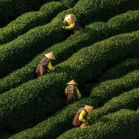 雅安月亮湖采茶-纯玩1日游【邻居专团】