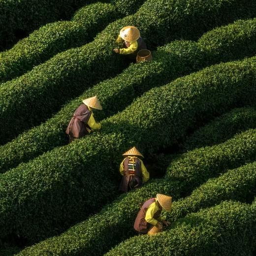 雅安月亮湖采茶-纯玩1日游【邻居专团】 商品图0