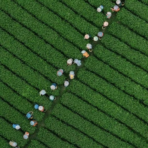 雅安月亮湖采茶-纯玩1日游【邻居专团】 商品图6