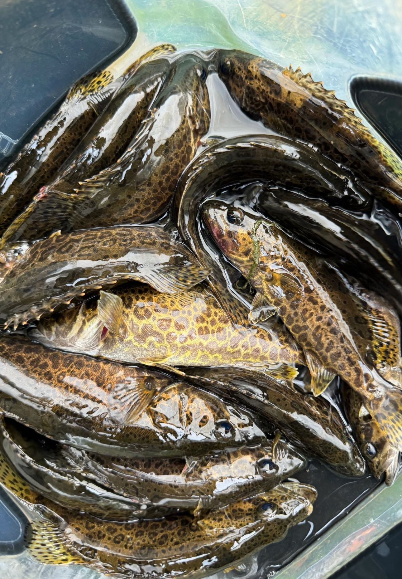 【周五到】千岛湖顶级河鲜 昂刺鱼或土布鱼或老虎鳜或溪石斑鱼