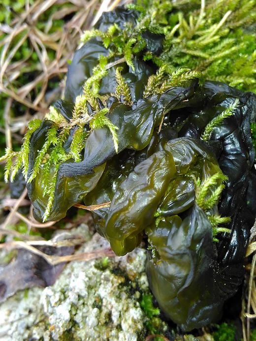 南山地衣35g 商品图2