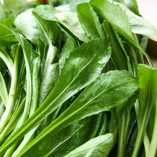 红花苗200g 商品图3