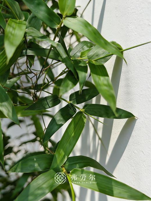 造型勒竹 商品图1