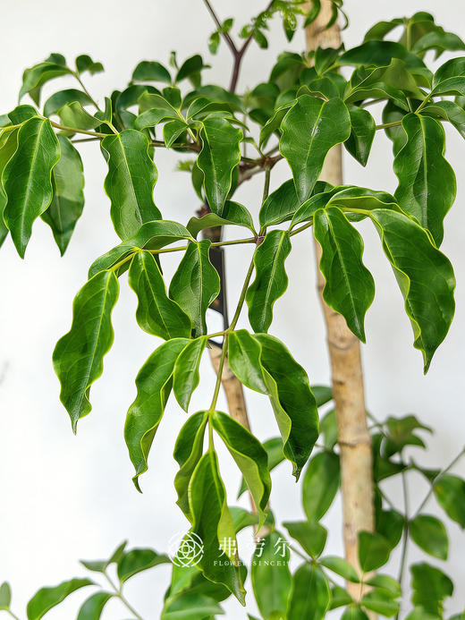 广伞枫 商品图2