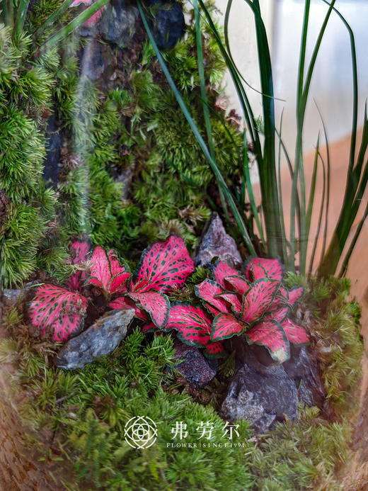 圆柱形微景观 商品图2