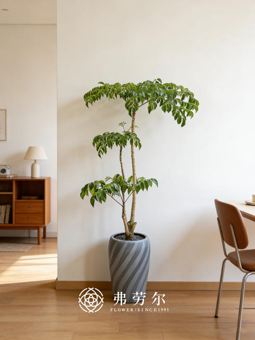 广伞枫 商品图0