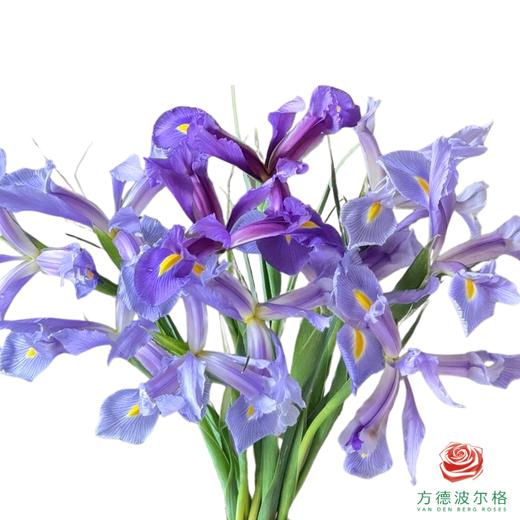 鸢尾 上海 10枝一扎 商品图1