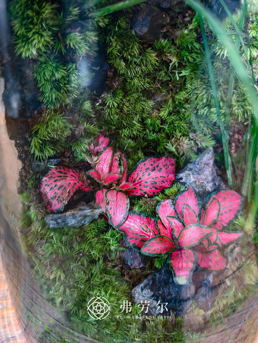 圆柱形微景观 商品图1