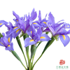 鸢尾 上海 10枝一扎 商品缩略图0