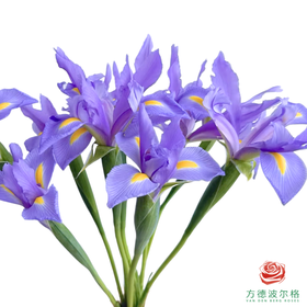鸢尾 上海 10枝一扎