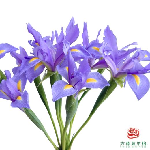 鸢尾 上海 10枝一扎 商品图0