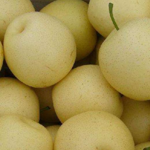 【自提】河北皇冠梨 1000g 商品图0