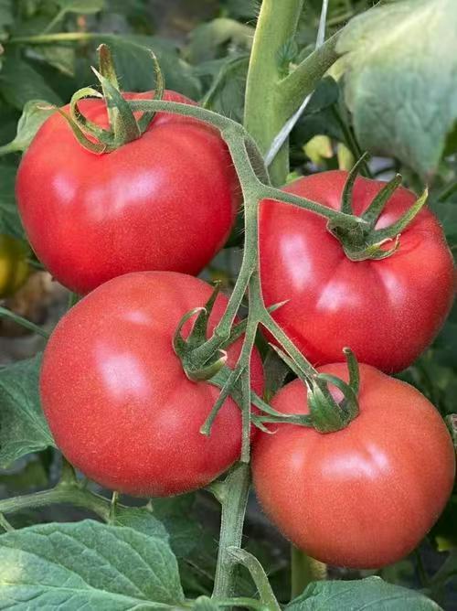 现采本地普罗旺斯西红柿4斤装【FY】 商品图0