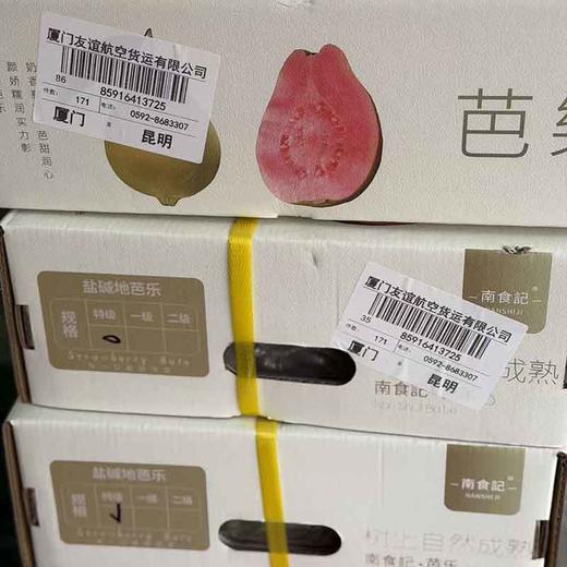 福建·「南食记」空运 红芯芭乐 整件 约2.25kg 商品图6