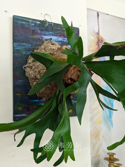 鹿角蕨 商品图1