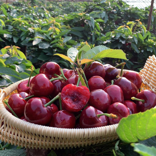 大连大樱桃（精选美早） 商品图1